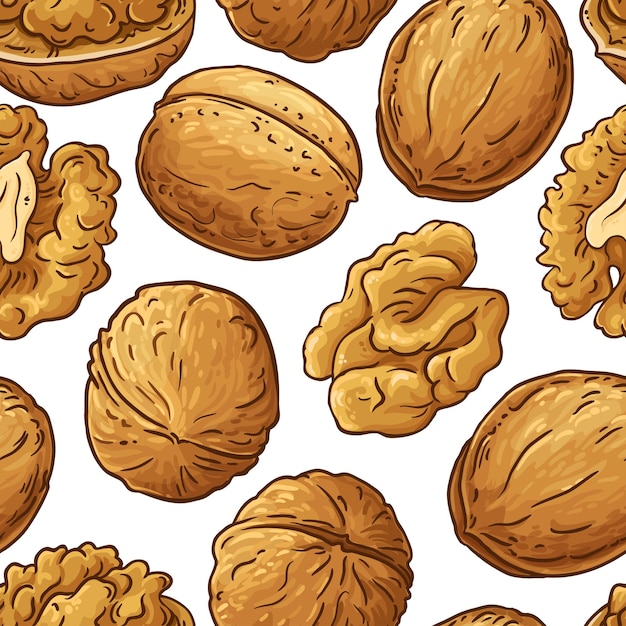 walnut nuts vector pattern on white background