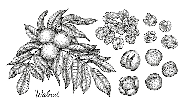 Walnuts set. Plant and nuts. Hand drawn ink sketches.