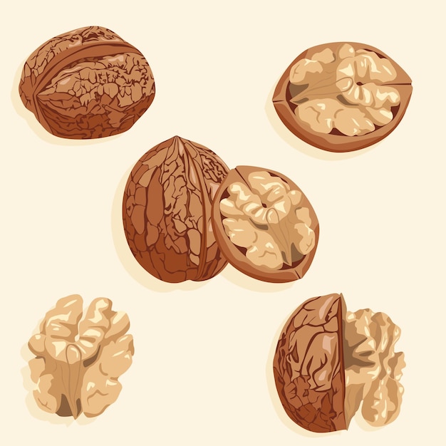 Walnuts whole and half peeled