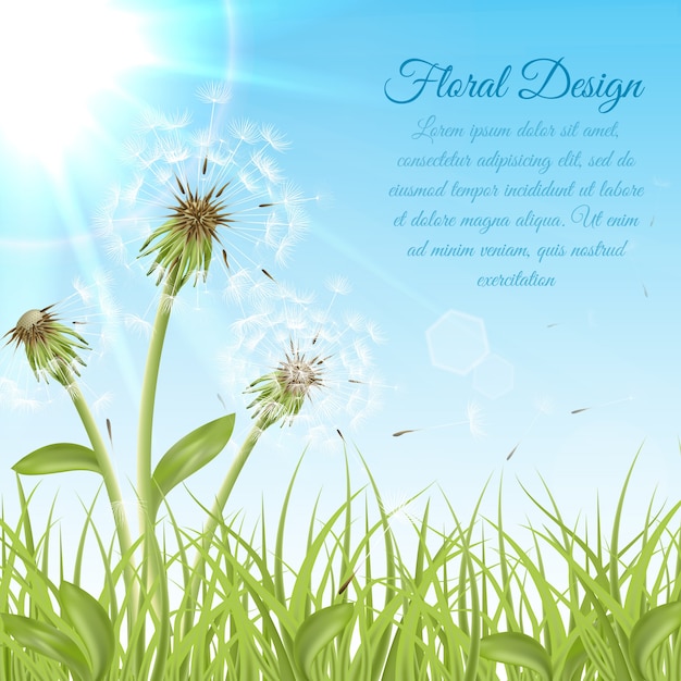 White dandelions on green grass
