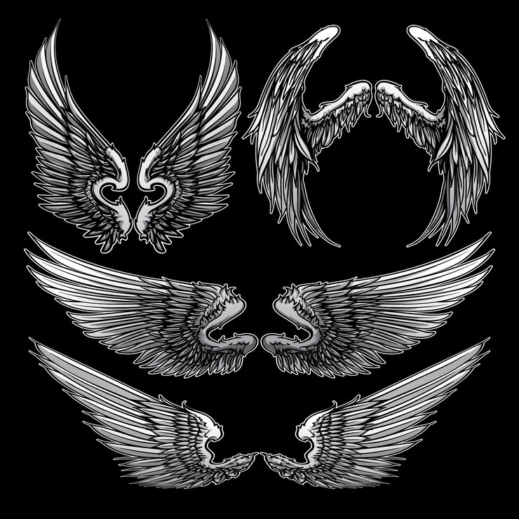 Vektör wings collection vector set