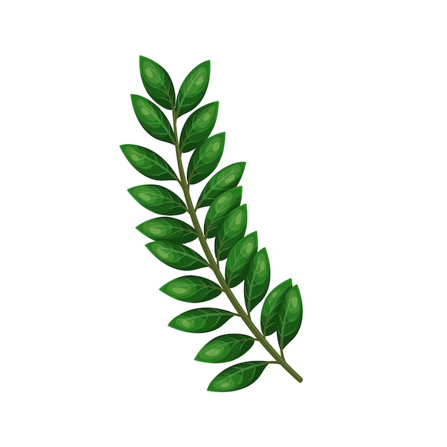 Zamioculcas or zamiifolia dollar tree