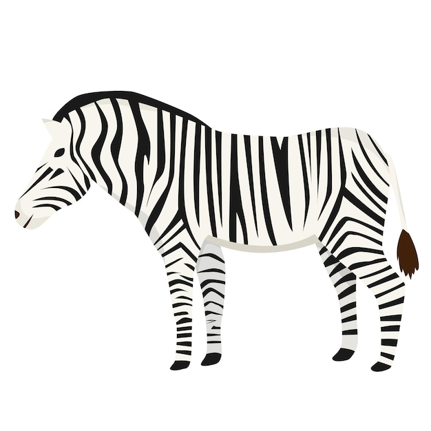 Zebra in flat style isolated on white background