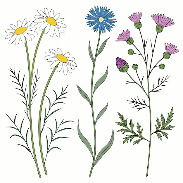 a collection of flowers including one of the most colorful flowers