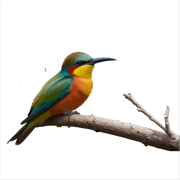 a colorful bird is perched on a branch with a white background