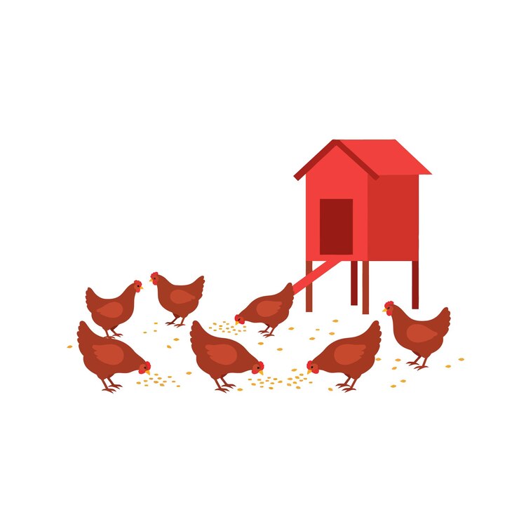 A group of red hens pecking at scattered feed near a bright red chicken coop in flat vector art
