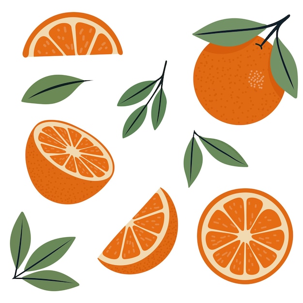 A set of oranges with leaves Vector botanical illustration A set of citrus tropical fruits Summer