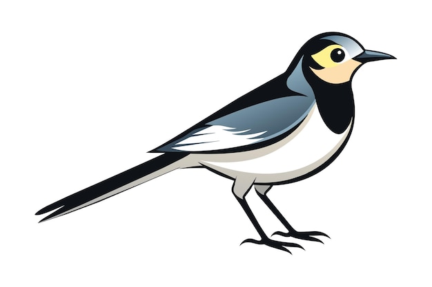 A wagtail bird vector artwork illustration