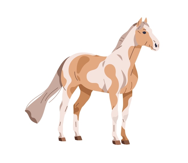 American paint horse breed Purebred stallion with spotting pattern coat Thoroughbred steed standing Beautiful graceful bicolor equine animal Flat vector illustration isolated on white background