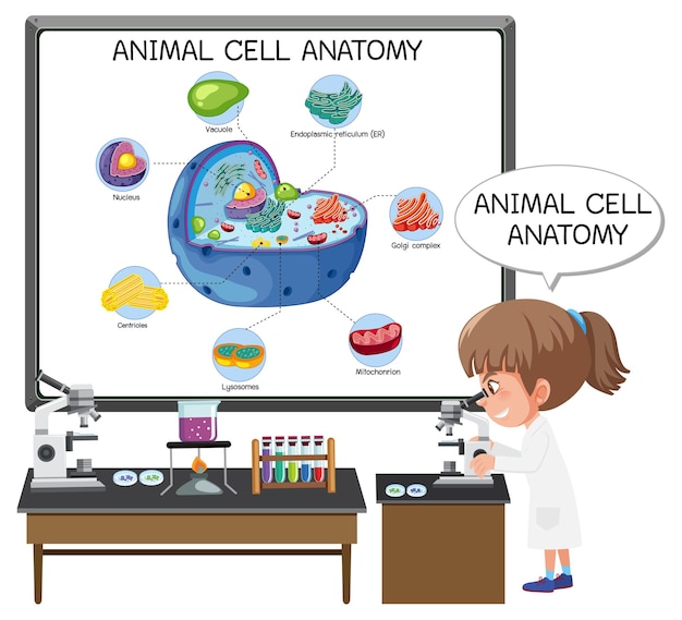Anatomi av dyrecelle (Biologidiagram)