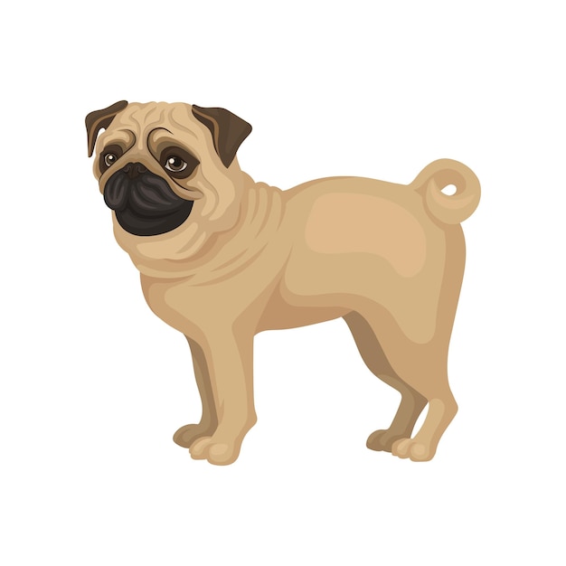 beige pug puppy standing isolated on white background dog with funny wrinkled muzzle and curled tail