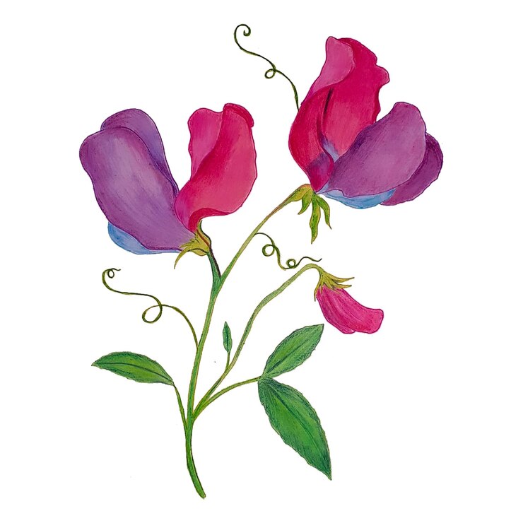 Vektor blomsterillustrasjon