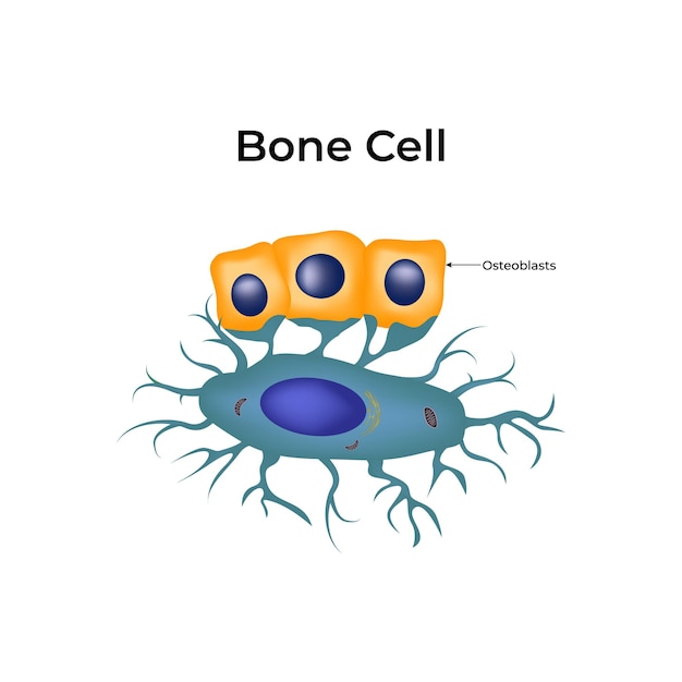 Bone Cell Structure Design Vector Illustration