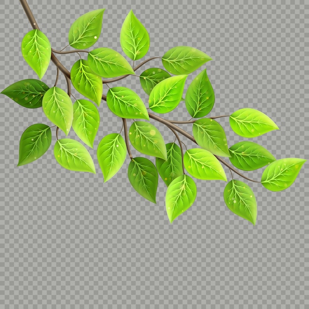Branch with fresh green leaves isolated. Eco concept. 