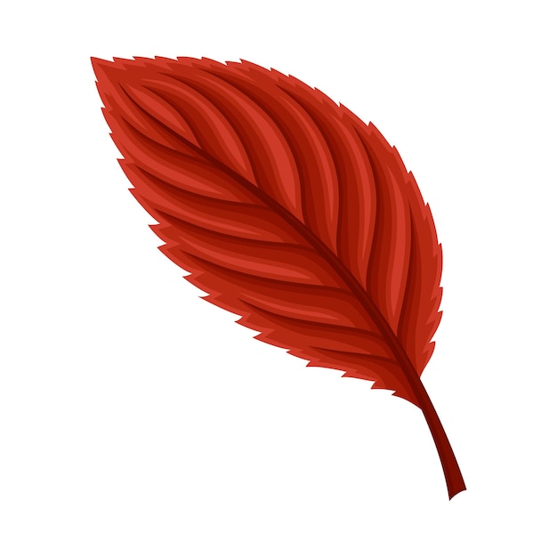 bright leaf element isolated on white background vector element colorful autumnal decorative plant