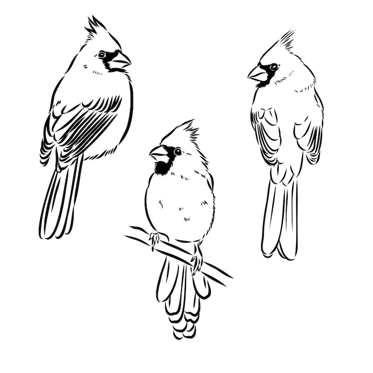 Vektor cardinal bird sketch vector illustration hand drawn red cardinal bird engraved illustration cardinal bird sitting on a branch hand drawn sketch