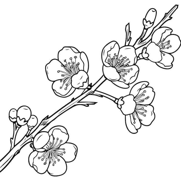 Vektor cherry flower blossom botanical art spring almond sakura apple tree branch hand draw doodle vector illustration cute black ink art isolated on white background realistic floral bloom sketch