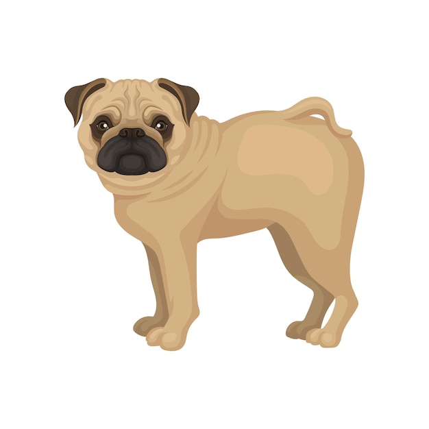 flat vector portrait of standing pug puppy side view small dog with round head short muzzle and