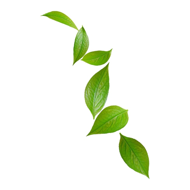 Flying leaves Green isolated on White Nature Vector Background
