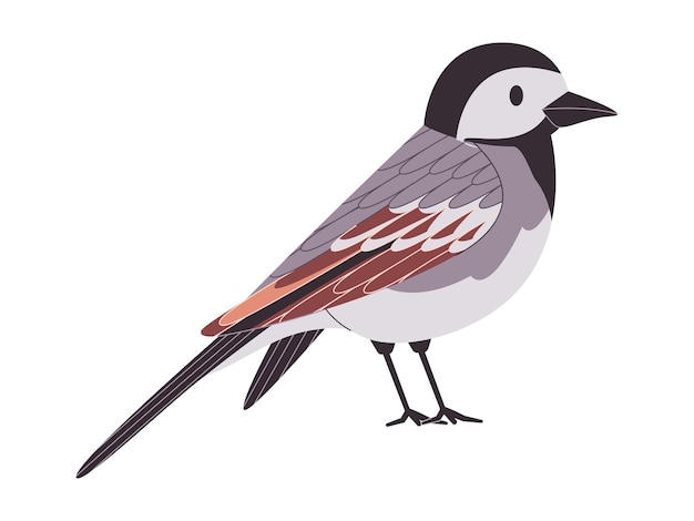 Gray and black color small bird white wagtail species pretty cute nature animal wildlife creature