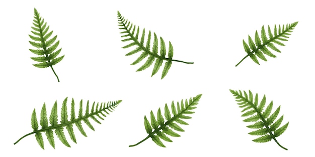 Green Fern Leaves in Various Arrangements on White Background for Botanical and NatureThemed Design