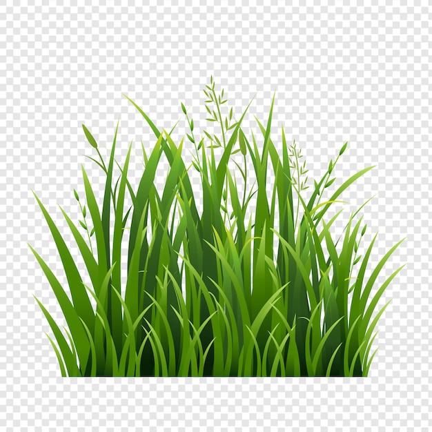 Green Grass Border In Isolated And Transparent Background
