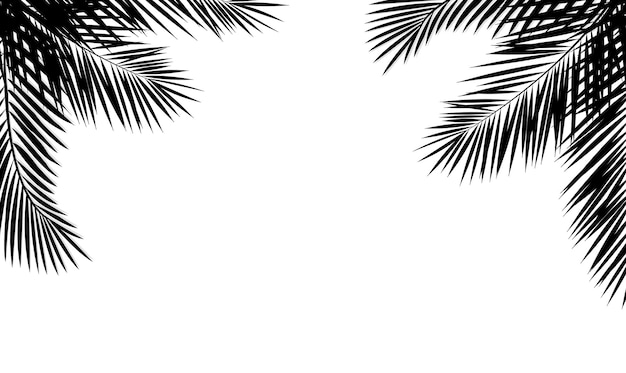 Green Palm Tree Branch And Isolated Background