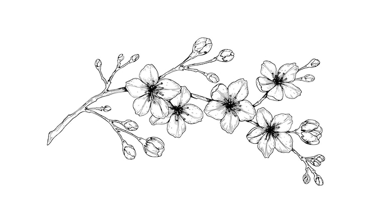 Vektor hand drawn cherry blossom branch.