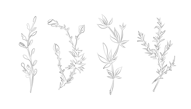 Hand drawn set of drawing plant branch with leaves Minimalist prints Botanical art Herb illustration