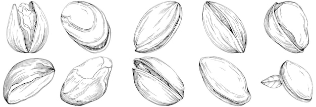 hazelnut, filbert, cobnut hand-drawn isolated.