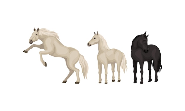 Horse Breed as Domestic Oddtoed Ungulate Mammal Vector Set