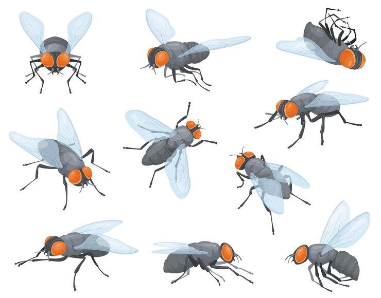 Vektor houseflies house flies domestic fly insects housefly flyin and flyout or sit on wall insect head with proboscis tiny bug wings body pests neat vector illustration of housefly domestic insect