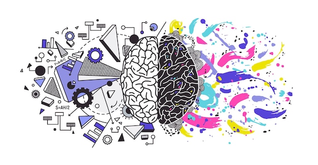human brain divided into right and left cerebral hemispheres responsible for different functions - creativity or arts and logic or logical thinking respectively. colorful modern vector illustration.