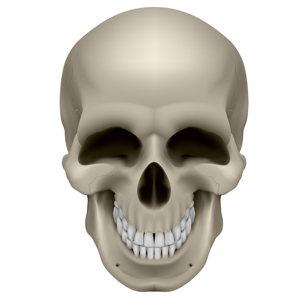 human skull