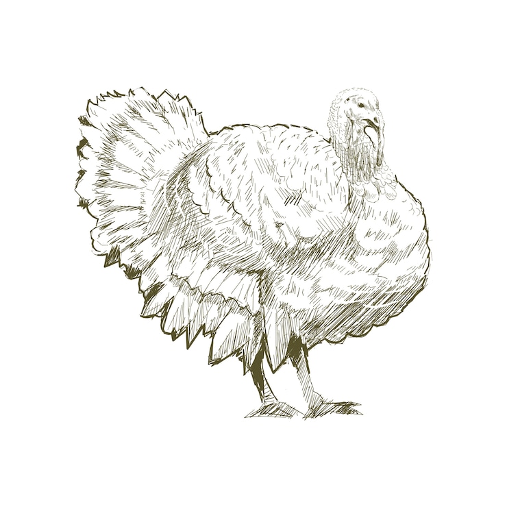 Vektor illustration drawing style of turkey