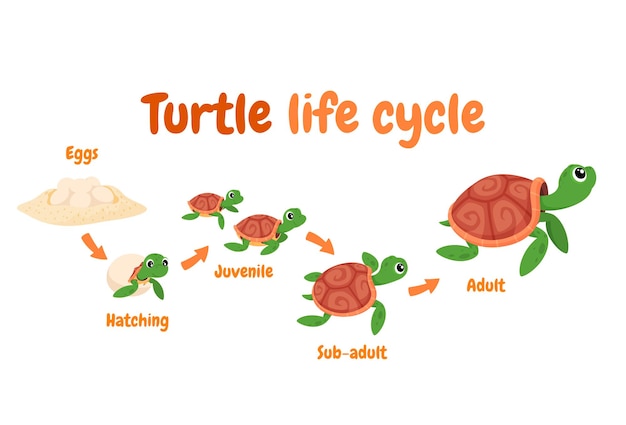 Illustration of a turtle life cycle Reproduction of turtles in the wild Vector illustration