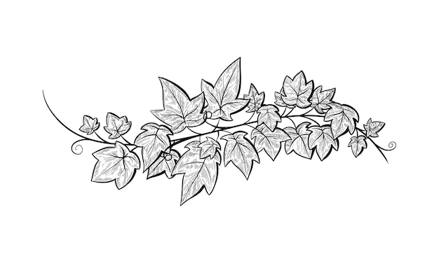 ivy branch vector line sketch hand drawn