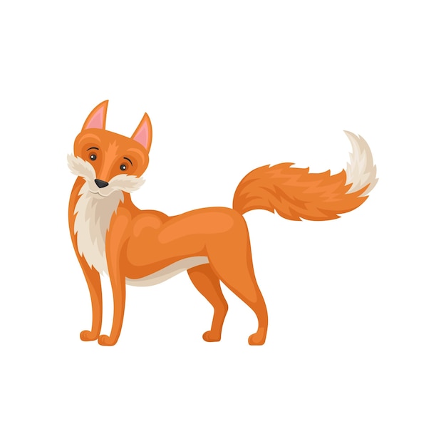 lovely red fox standing with raised tail isolated on white background side view wild creature forest animal graphic element for educational card or mobile game colorful flat vector illustration