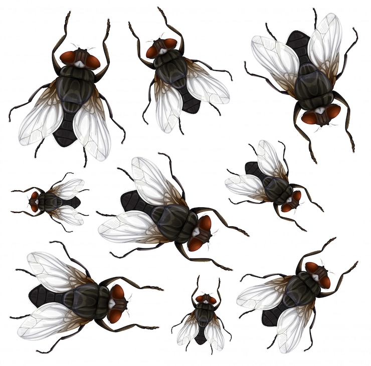 Vektor many fly on white background