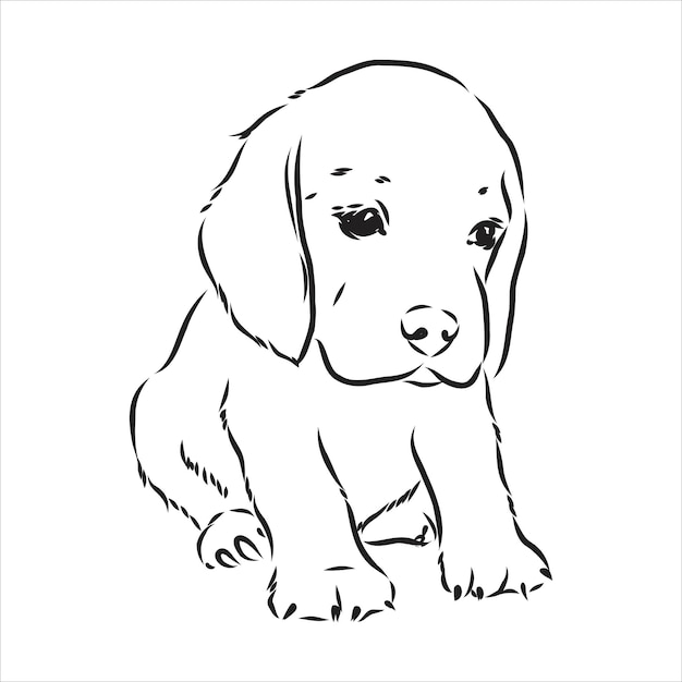 outlined beagle dog head vector illustration beagle dog is a simple vector sketch