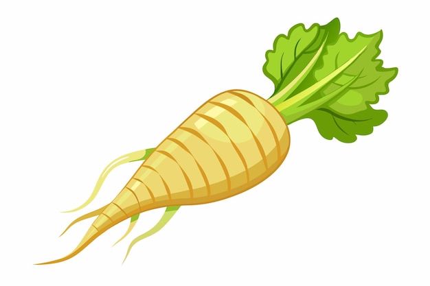 Parsnip vector illustration isolated in white background