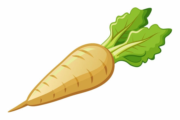 Parsnip vector illustration isolated in white background