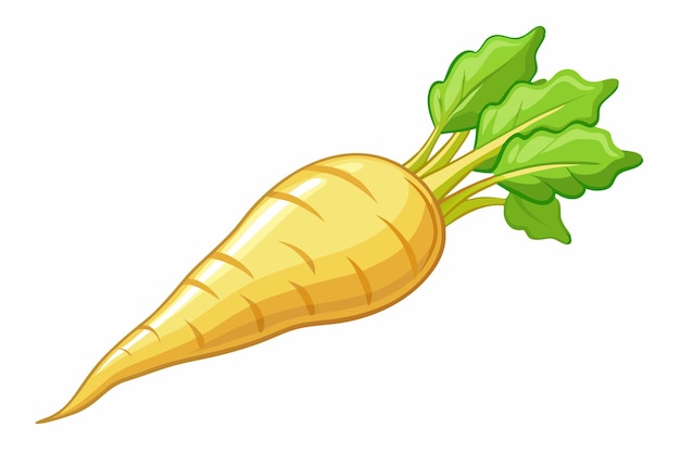 Parsnip vector illustration isolated in white background
