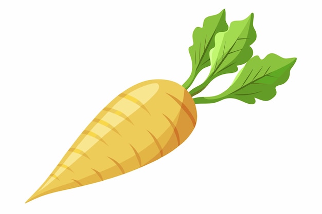 Parsnip vector illustration isolated in white background