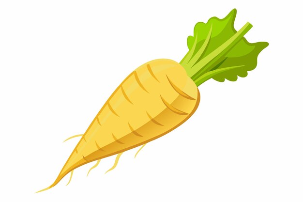 Parsnip vector illustration isolated in white background