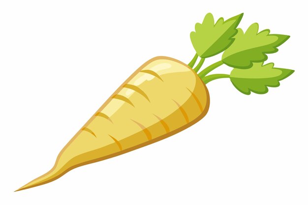 Parsnip vector illustration isolated in white background