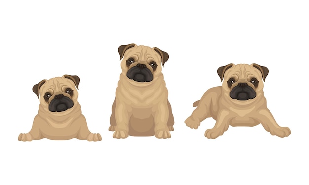 pug with wrinkly shortmuzzled face and curled tail vector set