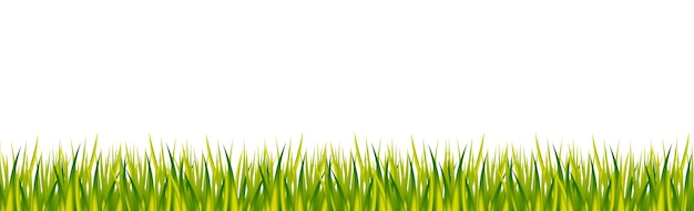 realistic green grass on white panoramic background vector illustration