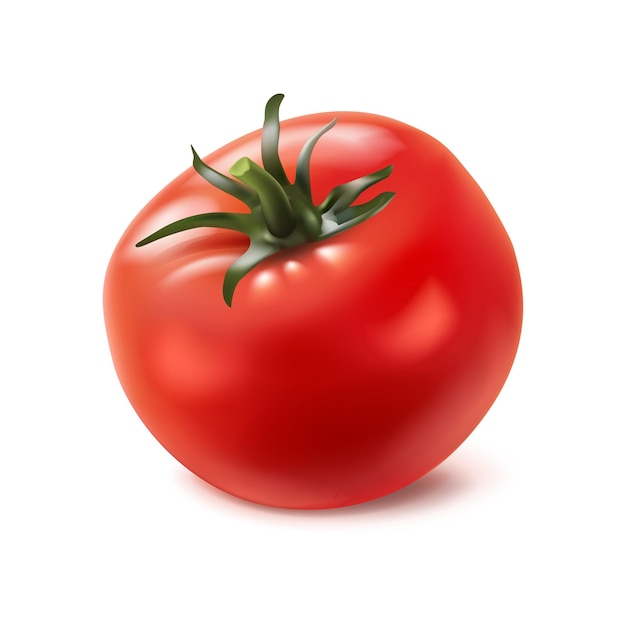 realistic vector icon Red juicy tomato with a green stem