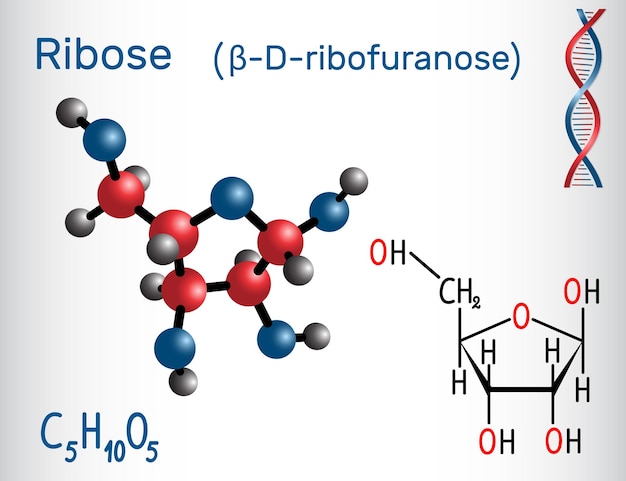 Ribose bDribofuranose molecule